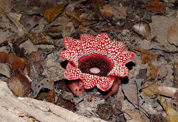 Đường kính của hoa Sapria lên đến gần 20cm. Với màu đỏ rực rỡ nổi bật trong nền thảm mục thực vật rừng, cùng các đốm màu vàng nhạt trang điểm trên từng cánh hoa.