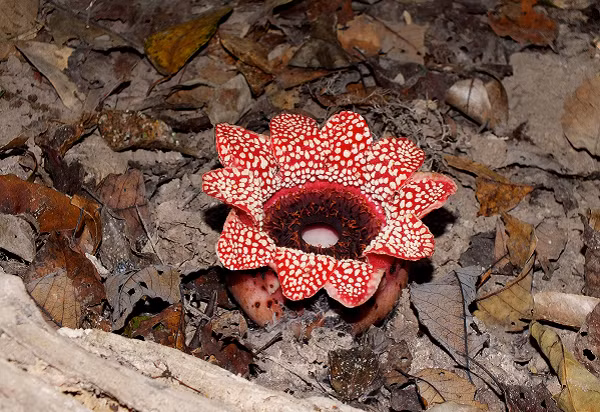 Đường kính của hoa Sapria lên đến gần 20cm. Với màu đỏ rực rỡ nổi bật trong nền thảm mục thực vật rừng, cùng các đốm màu vàng nhạt trang điểm trên từng cánh hoa.