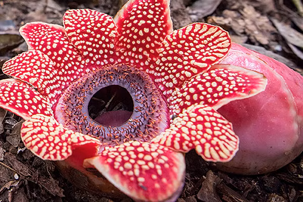 Không những thế, để hạn chế đời sống ký sinh khắc nghiệt của mình, Sapria đánh cắp hơn 1% gene từ cây chủ mà nó ký sinh.