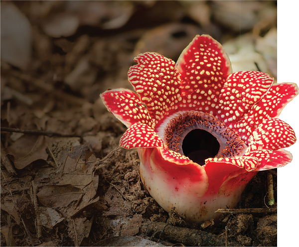 Cận cảnh vẻ đẹp kỳ lạ và hiếm có của loài hoa địa nhãn himalayana.