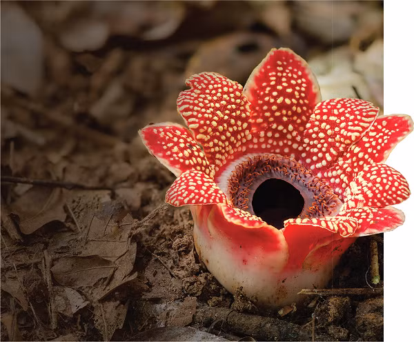 Cận cảnh vẻ đẹp kỳ lạ và hiếm có của loài hoa địa nhãn himalayana.