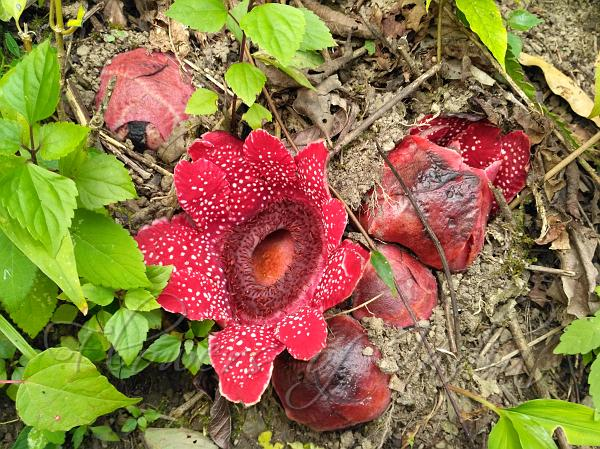 Sapria là họ hàng của loài hoa lớn nhất trên thế giới, Rafflesia arnoldii - một loài thực vật ký sinh khác.