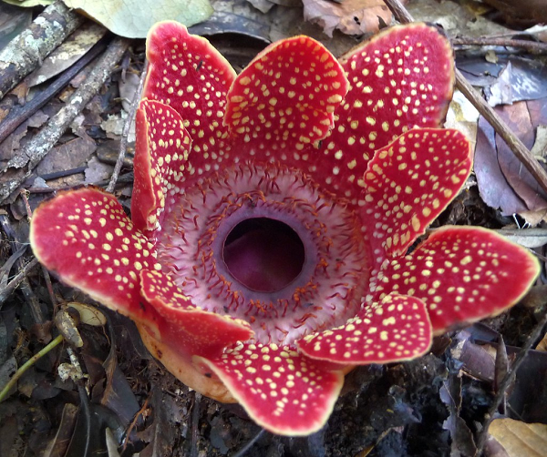 Mặc dù các loài thực vật ký sinh khác loại bỏ nhiều gene của chúng, hiếm có trường hợp nào như Sapria. Ví dụ như cây tơ hồng chỉ mất 16% số gene của nó.