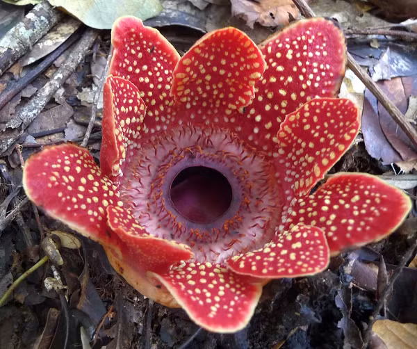 Mặc dù các loài thực vật ký sinh khác loại bỏ nhiều gene của chúng, hiếm có trường hợp nào như Sapria. Ví dụ như cây tơ hồng chỉ mất 16% số gene của nó.