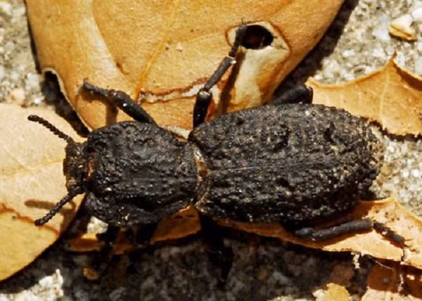 Cụ thể, mối nối đan xen được dùng để bảo vệ các cơ quan quan trọng nhất của bọ, nên dù khi bị nén, lực sẽ tác động vào phần vỏ khiến chúng bị biến dạng từ từ chứ không vỡ vụn ngay.