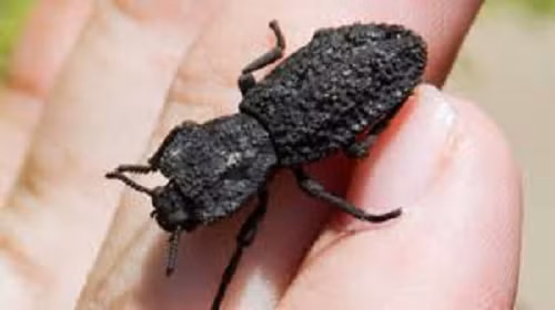 Bọ P. diabolicus sinh sống chủ yếu ở ven biển phía tây Bắc Mỹ, nhiều khả năng tiến hóa để cho phép những con bọ ăn nấm không biết bay này len lỏi an toàn dưới khe đá cũng như tránh cú mổ hoặc cắn của chim chóc và chuột.