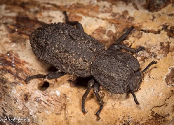 Kết quả chỉ có duy nhất bọ cánh cứng Phloeodes diabolicus là sống và giả vờ chết. Nó bị nghiến bên dưới lốp của chiếc xe nặng 1.588kg, con bọ dài 2,5cm sống sót mà không có bất kỳ thương tích nào.