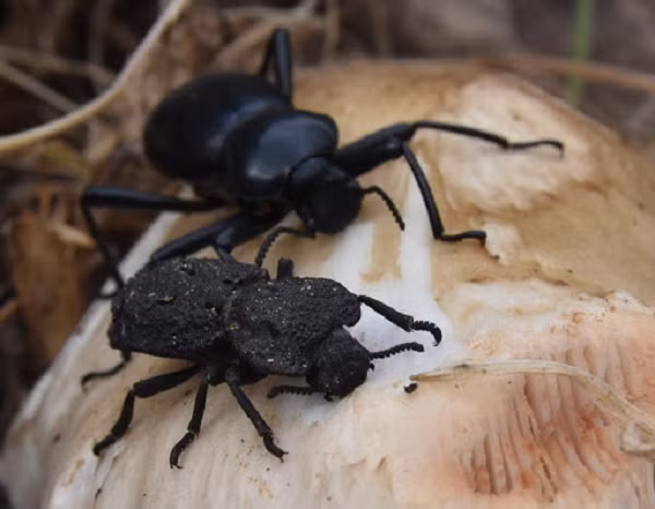 Hàng loạt các mối nối giúp khoá các mảnh giáp bên ngoài vỏ, tuỳ vào từng bộ phận khác nhau chúng sẽ được nối theo cách phù hợp. Người ta đã tìm được 3 loại mối nối hỗ trợ các mục đích bảo vệ khác nhau trên cơ thể con bọ bé nhỏ này.