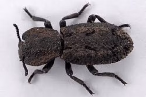 Việc tìm hiểu cấu tạo lớp vỏ có thể giúp ích cho phát triển sản phẩm nhân tạo dùng trong xây dựng hoặc hàng không vũ trụ, theo nghiên cứu công bố trên tạp chí Nature.