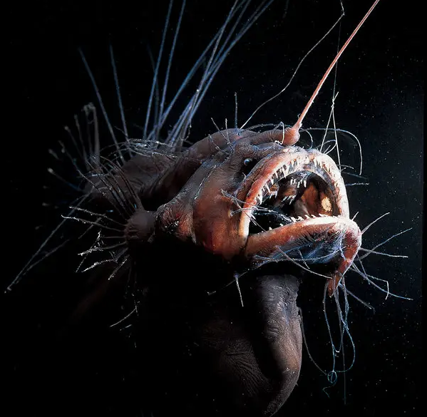 Vì kích thước quá nhỏ và khác biệt so với con cái nên các nhà khoa học đã nhận dạng và phân loại sai những con đực thành loài khác hoặc lầm tưởng đó là con non.