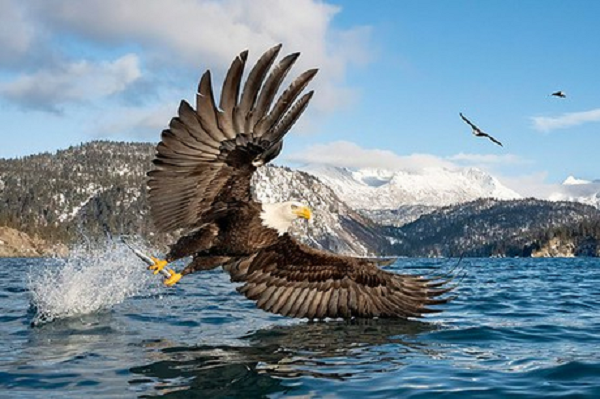 Từ trên cao, đại bàng có thể bổ xuống với tốc độ cực nhanh để tóm gọn và nhanh chóng hạ gục con mồi.