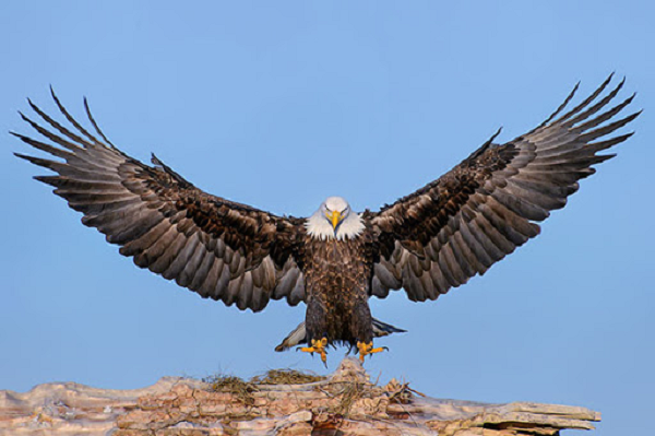 Thức ăn chủ yếu của chúng là các loài động vật có kích thước nhỏ như dơi đến kích thước to bằng một con nai Philippines, tùy theo địa điểm sinh sống.