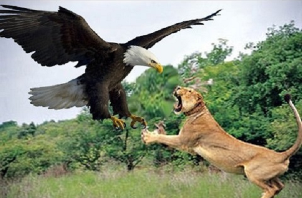 Đại bàng biển Steller là loài lớn nhất trong tổng số gần 100 loài đại bàng trên khắp thế giới. Cân nặng của chúng lên tới 10kg.