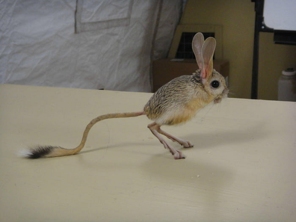 Đuôi của chuột nhảy jerboa tai dài cũng dài gấp đôi chiều dài cơ thể của chúng, giúp loài chuột này giữ thăng bằng tốt nhất khi chạy nhảy.