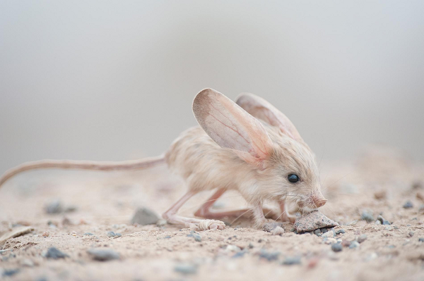 Chuột nhảy jerboa tai dài là giống chuột sống về đêm, chân sau dài và khỏe hơn chân trước, tai đặc biệt lớn.