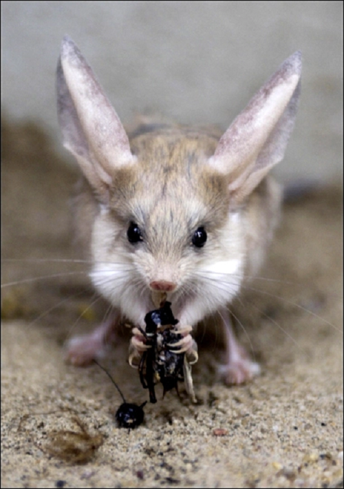 Long-eared jerboa có thể được phân biệt với các loài chuột jerboa khác bởi kích thước tai to lớn của chúng. Cũng chính vì loài này sống về đêm nên cho tới nay có rất ít thông tin về loài này. Hệ sinh thái của loài này rất ít được biết đến.