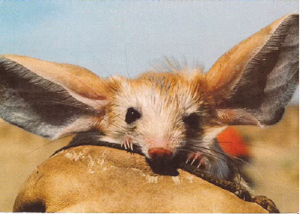 Đôi tai lớn của chuột nhảy jerboa tai dài cũng giúp chúng nghe ngóng được những động tĩnh rất nhỏ từ khoảng cách rất xa. Chuột thậm chí không cần uống nước, chúng nhận tất cả độ ẩm cần thiết từ thức ăn của chúng, chủ yếu là côn trùng và thực vật.