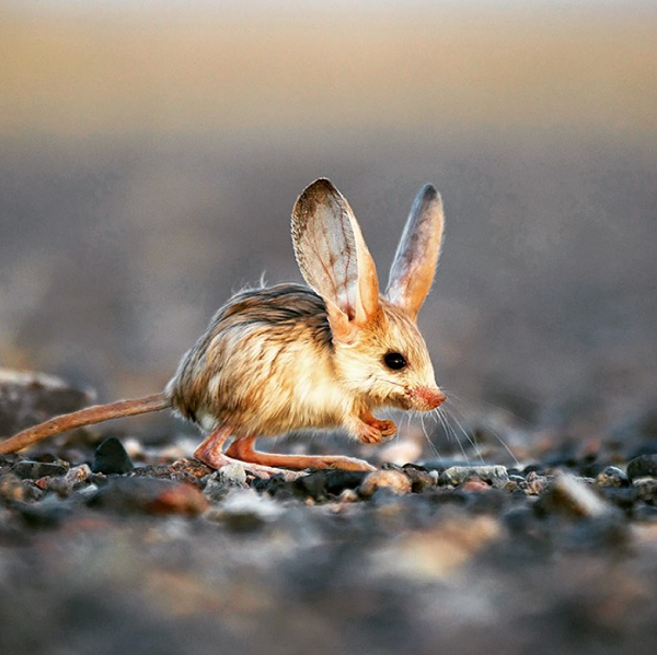 Sự thích nghi tuyệt vời của loài chuột nhảy jerboa tai dài được cho như là một sự tiến hóa chiến lược để sinh tồn và đối phó với kẻ thù.