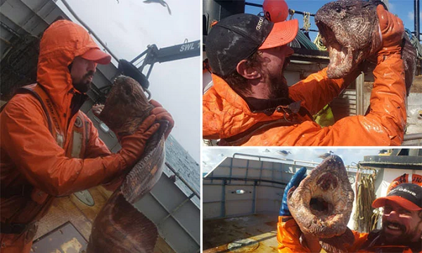 Sau khi chụp ảnh kỷ niệm, Nate đã thả con lươn sói trở lại biển. Nó nhanh chóng bơi đi mà không ảnh hưởng gì.