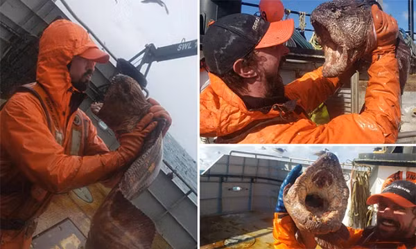 Sau khi chụp ảnh kỷ niệm, Nate đã thả con lươn sói trở lại biển. Nó nhanh chóng bơi đi mà không ảnh hưởng gì.