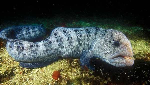 Bởi hình dạng thuôn dài, loài cá họ cá sói sống ở Bắc Thái Bình Dương này thường bị nhầm là lươn, và người ta gọi luôn nó là lươn sói.