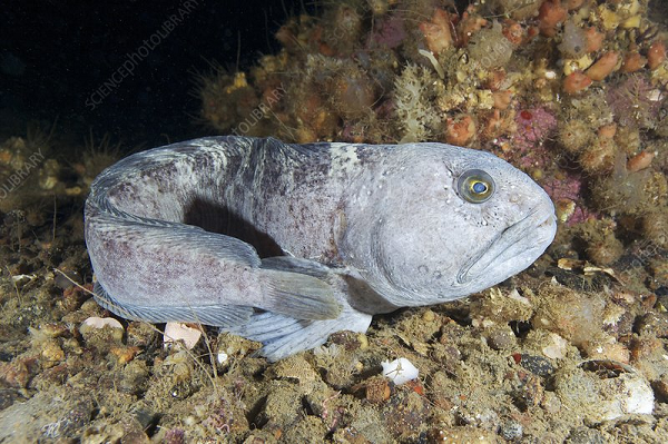 Loài cá này thường chọn những hốc đá lạnh lẽo dưới đáy Thái Bình Dương làm nhà.