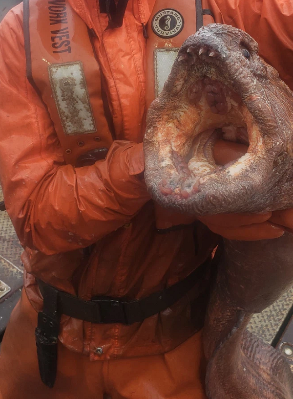 Lươn sói còn được gọi là cá sói hay sói biển, có chiều dài khoảng một mét. "Khi nhìn thấy con vật, chúng tôi vừa sợ hãi vừa phấn khích. Nó nổi tiếng với lực cắn mạnh nên phải thận trọng khi tiếp xúc", Nate cho biết.