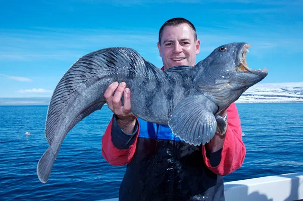 Lươn sói khá thân thiện, ít nhất là với con người. Bộ hàm chắc khỏe của chúng không chủ đích tấn công bất cứ ai tiếp xúc, chỉ trừ nhím biển và trai, những sinh vật biển vỏ cứng là thức ăn của chúng.