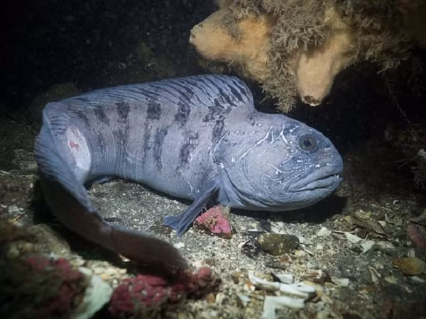 Lươn sói trưởng thành có thể dài tới 2,4 m và nặng 18,4 kg. Chúng là động vật ăn thịt, chuyên sử dụng bộ hàm mạnh mẽ để nghiền nát con mồi có vỏ cứng như trai, ốc, nhím biển và động vật giáp xác.