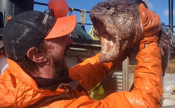 Nate Iszac - một ngư dân ở Mỹ vô cùng phấn khích khi bắt được một con "quái ngư" tại vùng biển Bering, ngay ngoài khơi đảo Akutan ở bang Alaska (Mỹ). Đó là con lươn sói với một chiếc miệng rộng cùng hàm răng vô cùng sắc nhọn.