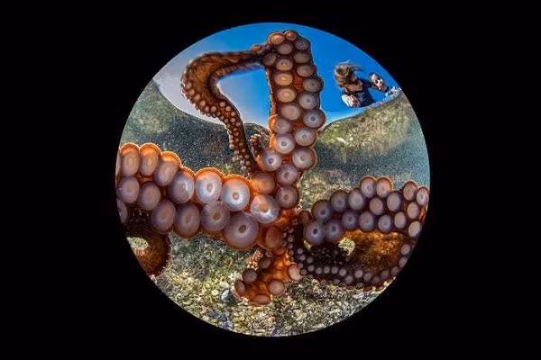 Nhiếp ảnh gia đặt một chiếc camera ngay cửa hang của một con bạch tuộc và ghi lại được những bức ảnh độc đáo.