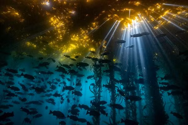 Vẻ đẹp huyền ảo của những tán tảo bẹ ngoài khơi bờ biển California.