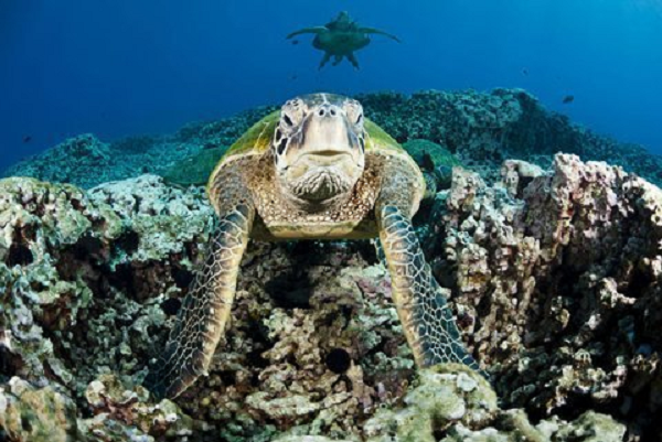 Rùa biển xanh (Chelonia mydas) tập trung tại một "trung tâm thẩm mỹ" ở ngoài khơi vùng biển West Maui, Hawaii - nơi những con cá nhỏ sẽ loại bỏ những kẻ ăn bám khỏi da của chúng.