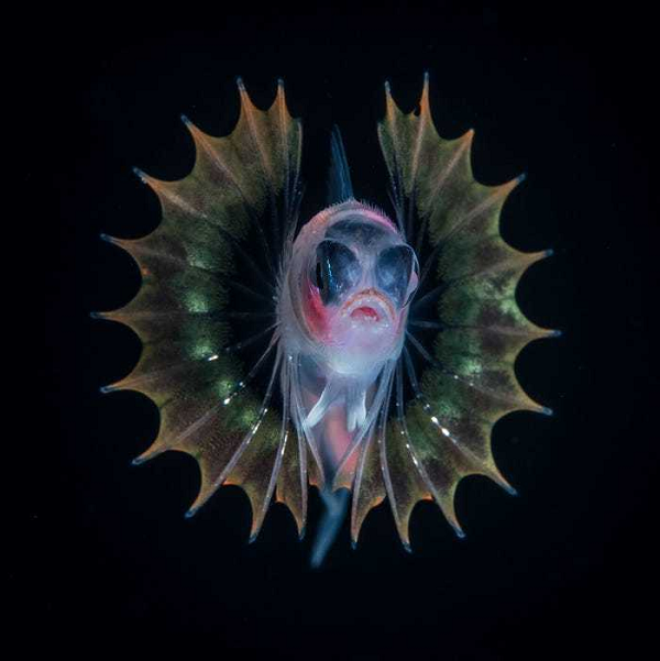 Hình ảnh một con ấu trùng bé nhỏ, thuộc một nhóm các loài cá rạn san hô.