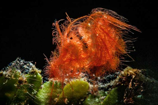 Hình ảnh con tôm nhỏ màu cam sống ngoài khơi bờ biển Tulamben, Indonesia.