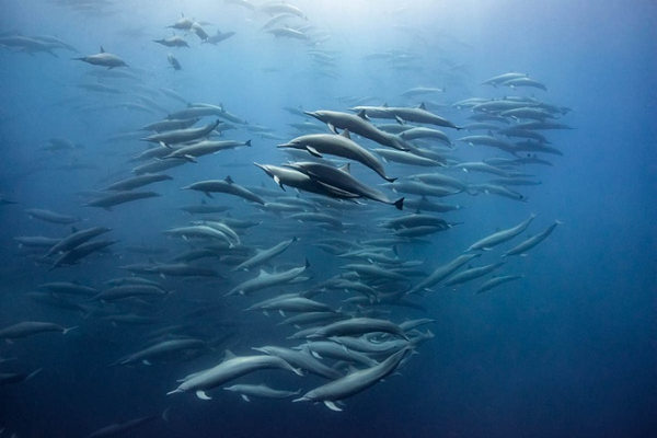 Biển Đỏ là một trong những khu vực ít được nghiên cứu nhất trên thế giới khi nói đến cá voi và cá heo. Đây là một nơi khó sống cho những con cá lớn, cần những đàn nhuyễn thể, động vật giáp xác nhỏ để sinh tồn.