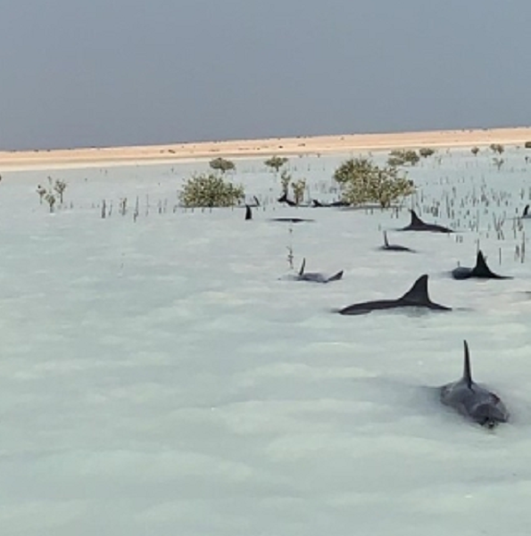 Qua nghiên cứu, nguyên nhân khiến đàn cá heo này bị mắc cạn là do yếu tố tự nhiên. Đàn cá heo có thể đang chạy trốn những kẻ săn mồi, hoặc đang tìm kiếm thức ăn thì bị kẹt do thủy triều đột ngột rút xuống.