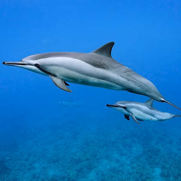 Chúng sống trong một lớp hẹp nổi lên mặt nước vào ban đêm để kiếm ăn và trở về độ sâu vào ban ngày để trú ẩn. Đây là nguồn cung cấp thức ăn quan trọng cho cá heo khi sinh tồn trong môi trường biển nghèo nàn.