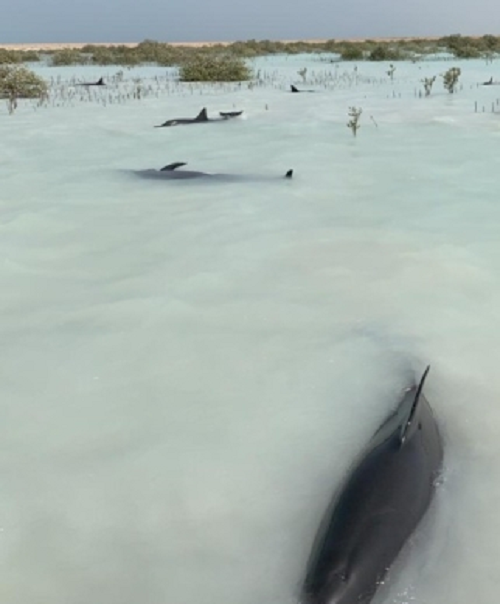 Không loại trừ khả năng do biến động thời tiết đã khiến đàn cá heo định hướng sai, dẫn đến mắc kẹt.