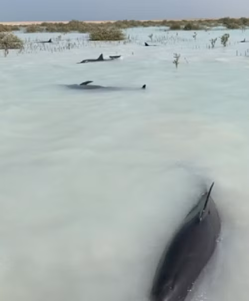 Không loại trừ khả năng do biến động thời tiết đã khiến đàn cá heo định hướng sai, dẫn đến mắc kẹt.