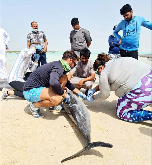 Vừa qua, hàng chục con cá heo spinner bị mắc cạn tại bãi biển cát trắng Ras Al-Shabaan, cách thủ phủ Umluj của vùng Tabuk 35 km về phía nam