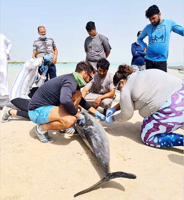 Vừa qua, hàng chục con cá heo spinner bị mắc cạn tại bãi biển cát trắng Ras Al-Shabaan, cách thủ phủ Umluj của vùng Tabuk 35 km về phía nam