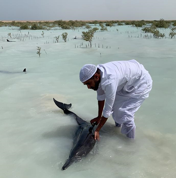 Tổng số người tham gia giải cứu cá heo lên tới 14 người. Tuy nhiên, đội cứu hộ cứu được khoảng hơn 40 con, còn 7 con đã chết vì chúng ở quá xa.