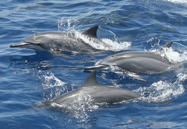 Theo Tiến sĩ Mamdouh Al-Harbi - chuyên gia về nuôi cá tại khoa sinh vật biển của Đại học King Abdul Aziz, có khoảng 40 loài cá heo khác nhau trên khắp thế giới, 8 trong số đó có thể được tìm thấy ở Biển Đỏ.