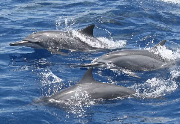 Theo Tiến sĩ Mamdouh Al-Harbi - chuyên gia về nuôi cá tại khoa sinh vật biển của Đại học King Abdul Aziz, có khoảng 40 loài cá heo khác nhau trên khắp thế giới, 8 trong số đó có thể được tìm thấy ở Biển Đỏ.