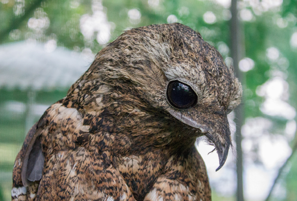 Trứng của loài Potoo có màu trắng và những đốm tím nâu. Một con sẽ ấp trứng vào ban ngày, còn vào ban đêm, nhiệm vụ này sẽ được chia sẻ cho con còn lại khi đã an toàn hơn cho chúng di chuyển xung quanh.