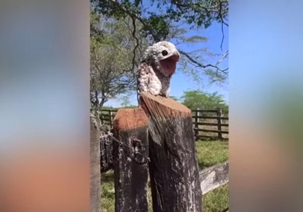 "Dáng vẻ của con chim này thật sự kỳ quái, mồm nó quá rộng, khiến tôi sợ hãi vô cùng. Gia đình chúng tôi đã đến đây ít nhất 5 lần nhưng chưa lần nào tôi thấy loại sinh vật này xuất hiện", người phụ nữ cho biết.