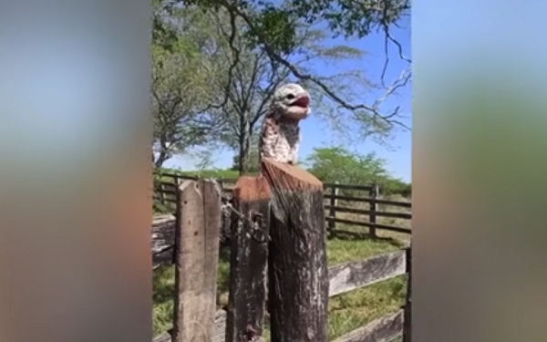 Tuy nhiên khi đến gần, cô phát hiện thứ mà mình tưởng là mảnh gỗ lạ hóa ra là một con chim kỳ lạ. Nhận thấy có động, con chim mở mắt và cảnh giác dựng lông lên đe dọa.