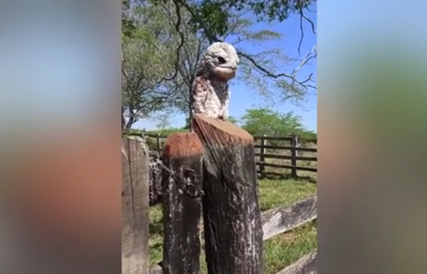 Không dừng lại ở đó, con chim đột nhiên há to miệng, phát ra tiếng kêu the thé khiến người phụ nữ giật nảy mình vì hoảng sợ.