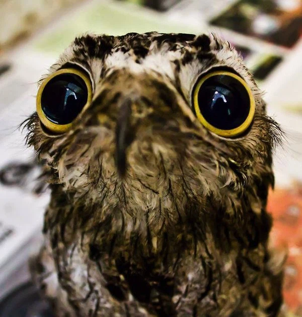 Đây thực chất là loài chim có tên là "Potoo". Chim Potoo phân bố chủ yếu ở khu vực phía Bắc của Nam Mỹ, đa số chúng sinh sống trong rừng rậm Amazon.